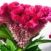 گل تاج خروس قرمز