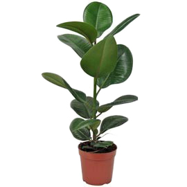 فبلکوس قرمز