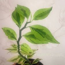 گل پدیلانتوس ابلق