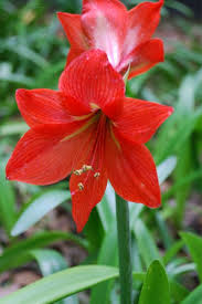 گل آماریلیس قرمز