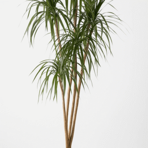 خرید دراسینا قرمز ارزان