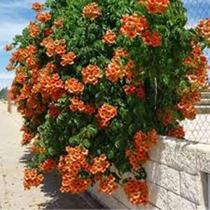 گل پیچ اناری