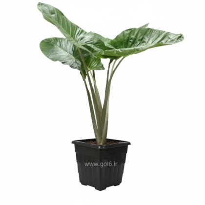 گل بابا آدم