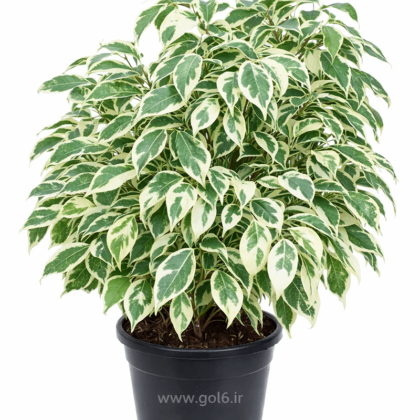 بنجامین ابلق