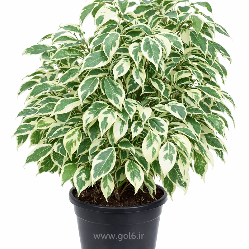 گل بنجامین ابلق