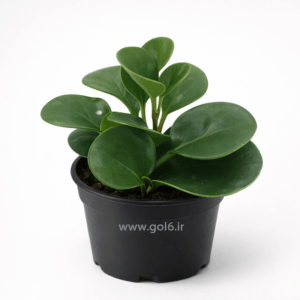 گل قاشقی سبز