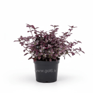 گل آلترنانترا گلدانی