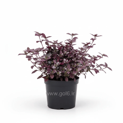 گل آلترنانترا