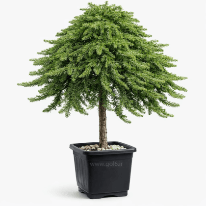 کاج ستاره ای