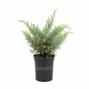 جونی‌پروس رونده ارزان