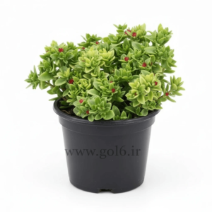 گل ناز فرانسوی