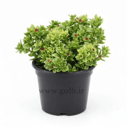 ناز فرانسوی