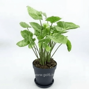 گل سینگینیوم سبز