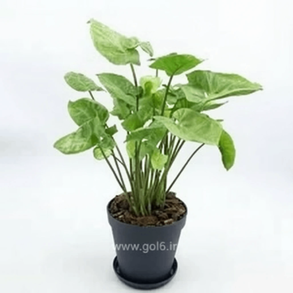 سینگینیوم سبز