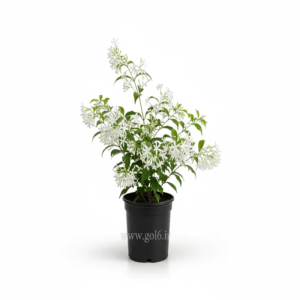 گل محبوبه شب