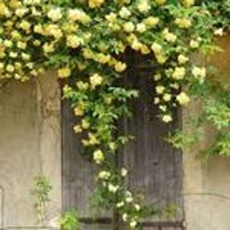 خرید گل آبشار طلایی