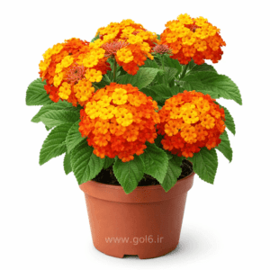 گل شاهپسند گلدانی