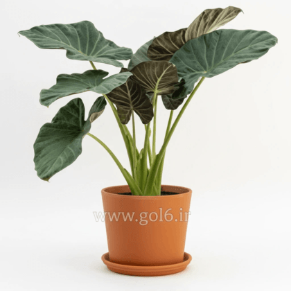 باباآدم چرمی