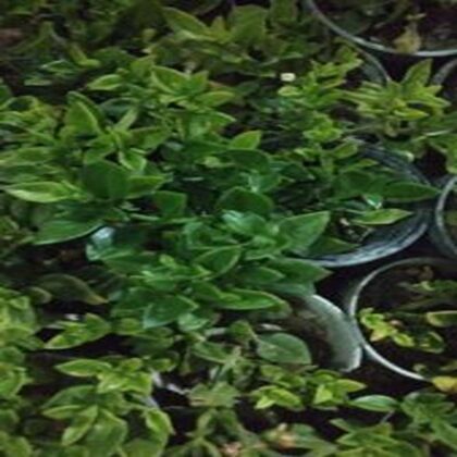 ناز فرانسوی 12