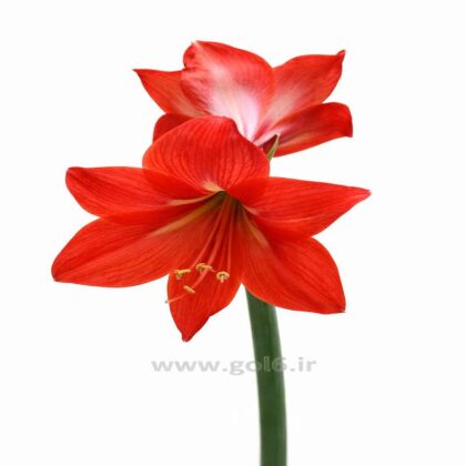 گل آمارلیس قرمز