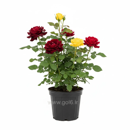 گل رز هلندی