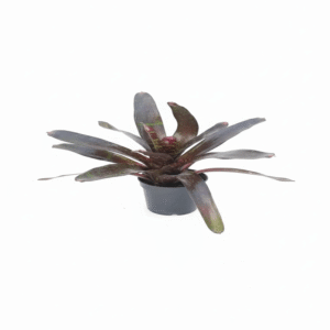 نئوروجلِیا لکه‌دار