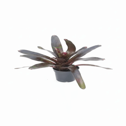 نئوروجلِیا لکه‌دار