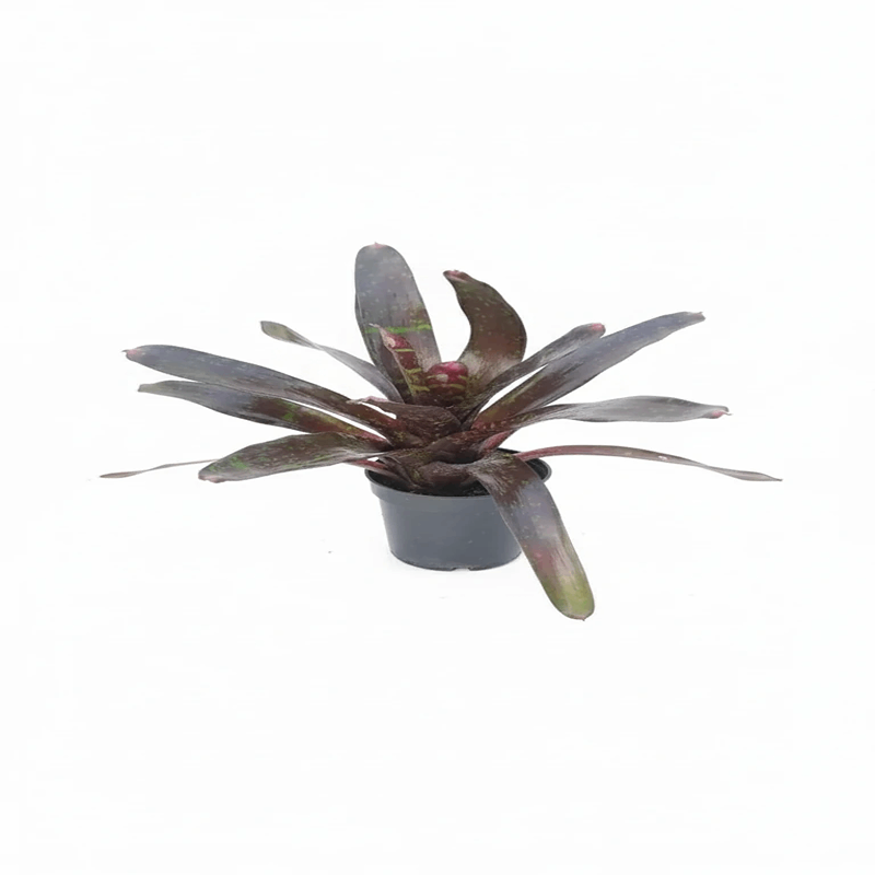 نئوروجلِیا لکهدار